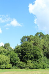 A group of trees in a field