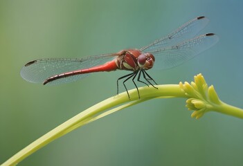 Close up of a dragonfly