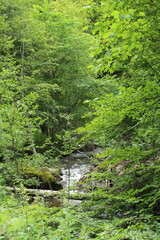 A stream in a forest