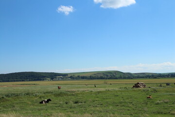 A field with cows grazing