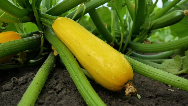 Over Ripe Zuchini