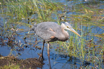 Obraz premium Great blue heron in the park on the lake