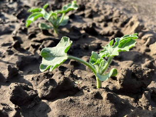 sprouts of watermelon grow in the ground in a vegetable garden