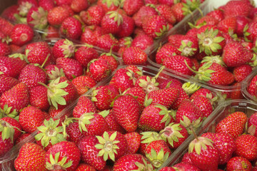 A pile of freshly harvested organic strawberries in a plastic containers. Close up.