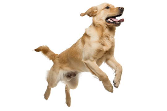Joyful Dog Jumping in Air Isolated on Transparent Background