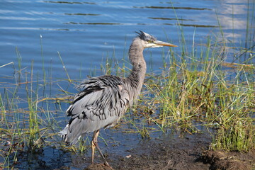 Great blue heron in the park on the lake