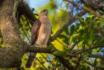 Cooper's Hawk perched on a branch