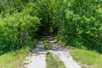 a narrow forest country road through a tunnel of trees in the vicinity of Vasilyevka (suburb of Novorossiysk, South Russia) on a sunny day