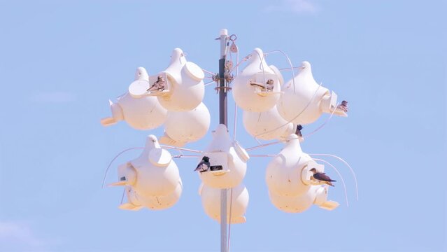 Sea birds socializing in bird houses