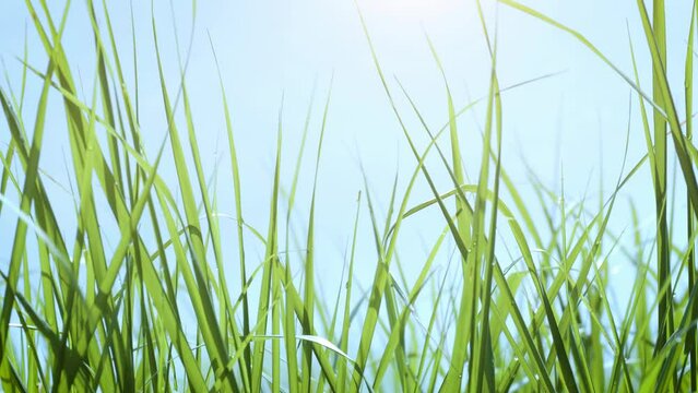 Crisp green reeds on waterfront