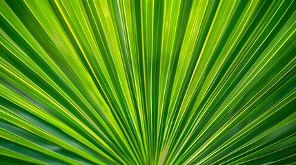Obraz premium Palm leaf texture natural tropical green leaf close up