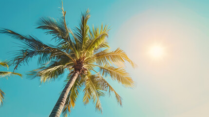 Copy space of tropical palm tree with sun light on sky background