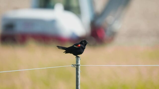 Red-winged blackbird singing on fence