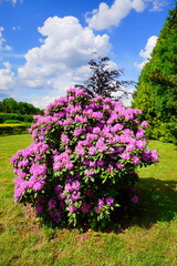 Azalea , blooming rhododendron ,  - beautiful flowering decorative shrubs