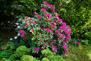 Azalea , blooming rhododendron ,  - beautiful flowering decorative shrubs