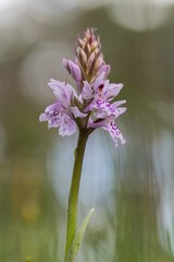 Dactylorhiza orquídea