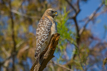 Red-shouldered Hawk