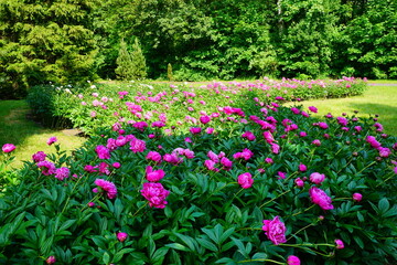 Beautiful blooming peonies (Paeonia) - beautiful green areas of the city 