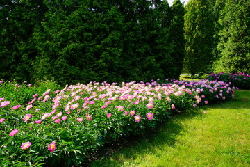 Beautiful blooming peonies (Paeonia) - beautiful green areas of the city 