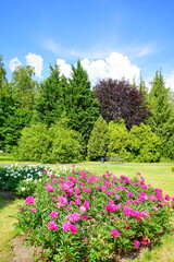 Beautiful blooming peonies (Paeonia) - beautiful green areas of the city 