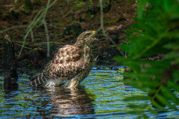 Red-shouldered Hawk bathing in the Cypress swamp waters of South Florida