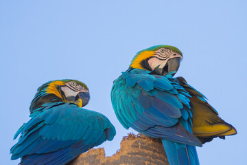 Brazilian Savannah Bird
The birds of Brazil are very beautiful and have many colors.