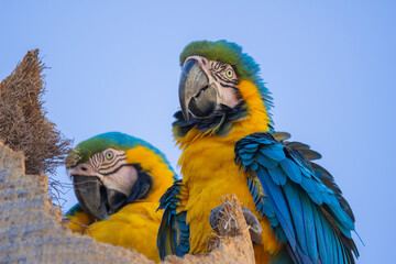 Brazilian Savannah Bird
The birds of Brazil are very beautiful and have many colors.