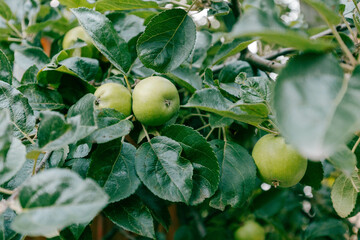 Green apples hang on the branches of a tree in the garden.