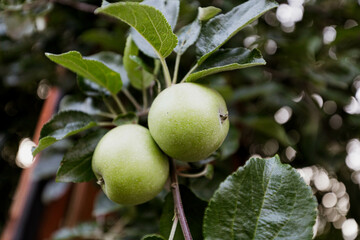 Obraz premium Green apples hang on the branches of a tree in the garden.