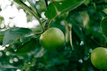 Green apples hang on the branches of a tree in the garden.
