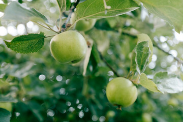 Green apples hang on the branches of a tree in the garden.