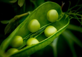 peas on a branch