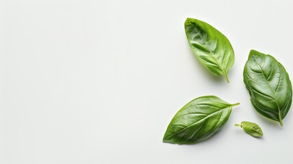 Obraz premium Fresh green basil leaves on white background