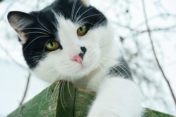 Black and white cat looks at the camera, being in outdoor winter.