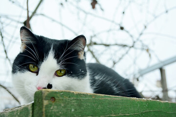 Black and white cat looks at the camera, being in outdoor winter.