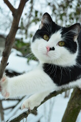 Black and white cat looks at the camera, being in outdoor winter.
