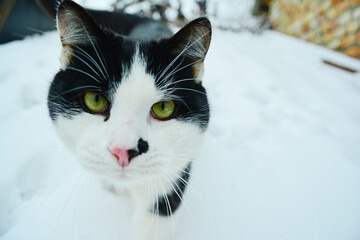 Black and white cat looks at the camera, being in outdoor winter.