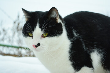 Black and white cat looks at the camera, being in outdoor winter.