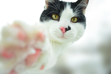 Black and white cat looks at the camera, being in outdoor winter.