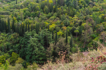 Botanical Garden in Tbilisi, Georgia. Dense and lush vegetation in the Tbilisi Botanical Garden.