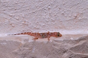 close up of a leaf-toed gecko at night