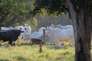 cows in a farm