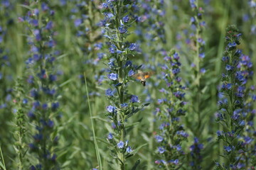 purple flowers on a city street