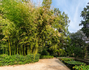 Naklejka premium Botanical Garden in Tbilisi, Georgia. Dense and lush vegetation in the Tbilisi Botanical Garden.