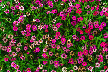 Fototapeta premium Background from many flowers of different colors. Carpet of flowers of different colors and green leaves.