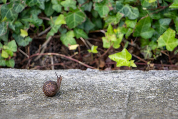 Snail