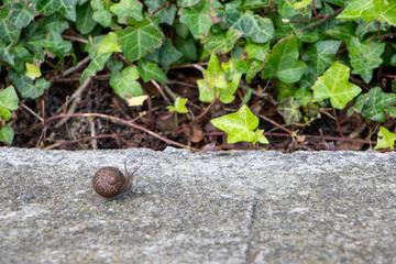 Snail