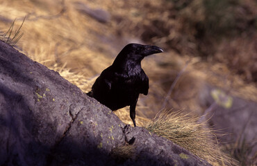 raven, Corvus corax, corvo imperiale