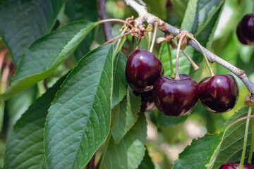 Cherry tree garden in sunlight. Summer harvest concept. Ripe cherry fruits. Summertime background. Summer still life. Organic red cherry. Bright green foliage with red berries. Summer scenery. 