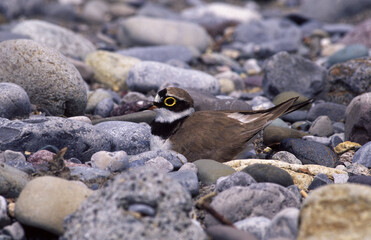 Charadrius dubius corriere piccolo small plover 